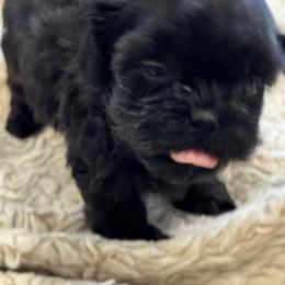 Cavapoo and Shihpoo Puppies from Haus of Doodles