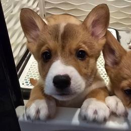 Poohbear - Red male Pembroke Welsh Corgi puppy in Palm Bay, Florida from Space Coast Corgi