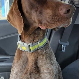 German Shorthaired Pointers from Hilltop Pointers