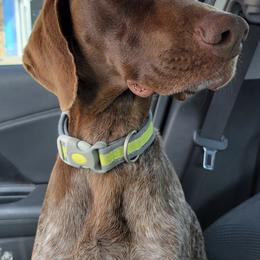 German Shorthaired Pointers from Hilltop Pointers