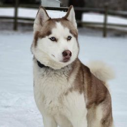 Summer - Siberian Husky