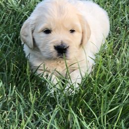 Golden Retriever, Poodle, and Shih Tzu Puppies from Shih Tzu Castle & Platinum Paws