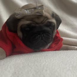 Bulldog and Pug Puppies from Love that bulldog lewter family