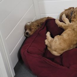 Cavapoo Puppies from Prince Pups