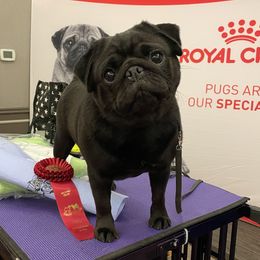 Mal - Pug