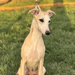 Laurel - White Whippet puppy in Kentucky from Wildbriar Whippets