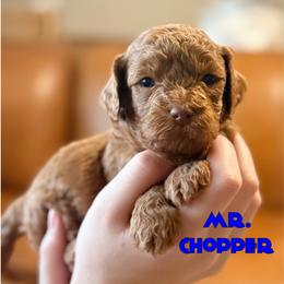 Mr. Chopper - Chocolate male Cavapoo puppy in Sacramento, California from Dandy Doodles Goldendoodles