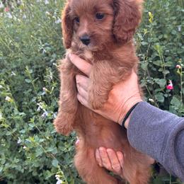 Sunset - Red female Cavapoo puppy in California from Tinkerpups