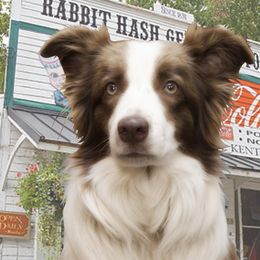 Border Collies from Frosty Border Collies