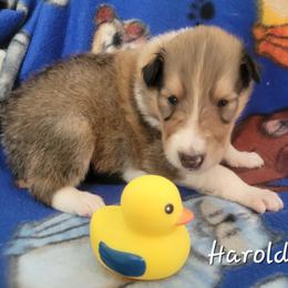 Harold - Sable and white male Collie puppy in Mattoon, Illinois from Gold Leaf Collies