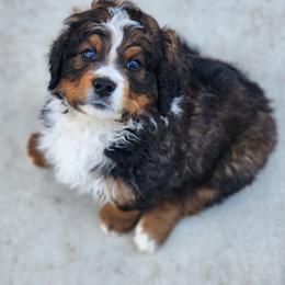 Bernedoodle Puppies from Adorable Dixie Doodles