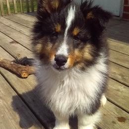 Shetland Sheepdogs from Heritage Hills Shetland sheepdogs