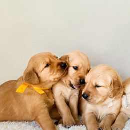 Golden Retrievers from Tori Gillit