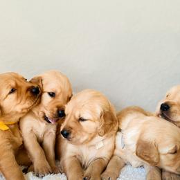Golden Retrievers from Tori Gillit