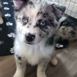 Pomeranian and Pomsky Puppies from Illinois Pomsky and Pomeranian