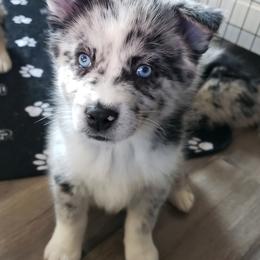 Pomeranian and Pomsky Puppies from Illinois Pomsky and Pomeranian