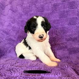 Black - Black and white male Sheepadoodle puppy in Prairie Du Chien, Wisconsin from Hicklin Hollow Ranch