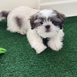 Little Tony - Tricolor male Shih Tzu puppy in Orlando, Florida from Shih Tzu Puppy in Orlando