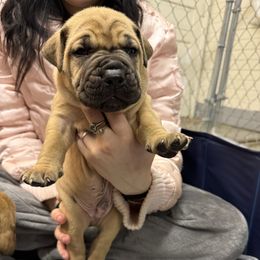 Black collar male - Red male Boerboel puppy in Rockford, Illinois from Adoraboerboels