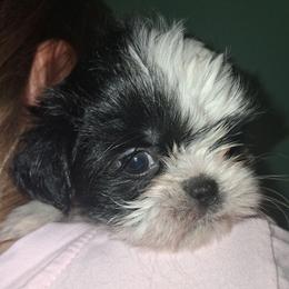 Sadie - Black and white female Shih Tzu puppy in Memphis, Tennessee from Lady and the Tramp