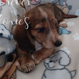 Boy 1 - Dachshund puppy from Forever Doxie