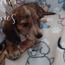 Boy 1 - Dachshund puppy from Forever Doxie