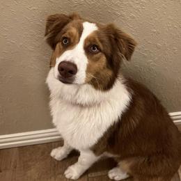 Annie - Australian Shepherd