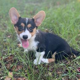 Cobalt - Black and tan male American Corgi puppy in Hope, Arkansas from Foxy Knoll Farm