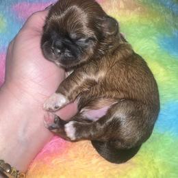 Shih Tzu Puppies from The Lion dog Shih Tzu
