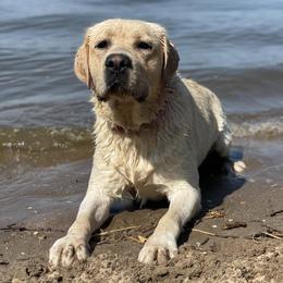 Decker - Labrador Retriever