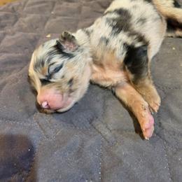 Pepper - Blue merle male Australian Shepherd puppy in Abilene, Texas from S&K Aussies N' Rotties
