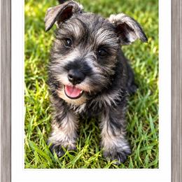 Dolly - Salt and pepper female Miniature Schnauzer puppy in Summerfield, Florida from M & M Schnauzers