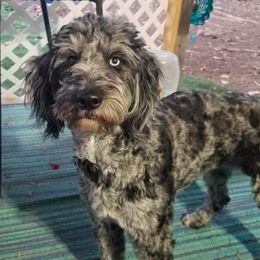 Goldendoodles and Poodles from Prancing poods and doods