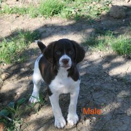 Brittany Puppies from Center Ridge Brittanys