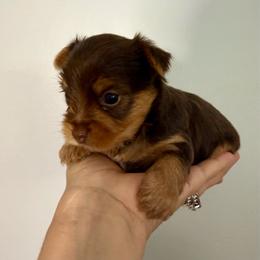 Tank - Chocolate, tan and white male Yorkshire Terrier puppy in Jamestown, North Carolina from North Carolina Maltese, Yorkies & Morkies(previously California Maltese, Yorkies & Morkies)