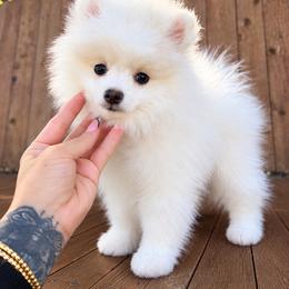 Marshmallow - White male Pomeranian puppy in Grand Prairie, Texas from D’ Pomlovers