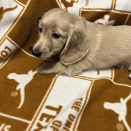 Thumper - Cream male Dachshund puppy in Arp, Texas from Barksalot Dachshunds