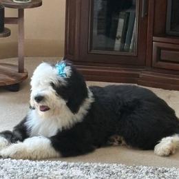 Gabby - Black and white female Sheepadoodle puppy in Calhoun, Georgia from Happy Top Doodles