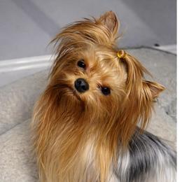 Annie - Blue and gold female Yorkshire Terrier puppy in Fredericksburg, Indiana from Yorkie Blessings