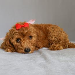 Ruby - Red  female Goldendoodle puppy in Apopka, Florida from Rae Precious Puppies