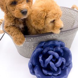 Bernedoodle and Goldendoodle Puppies from Cottrell’s Poodles & Doodles