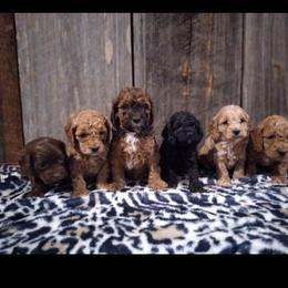 Cockapoo Puppies from Ouachita River Cockapoos