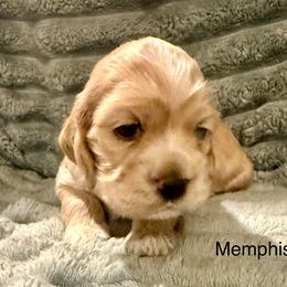 Memphis - Buff female Cocker Spaniel puppy in Sumter, South Carolina from Cocker Eclipse In Home Kennel