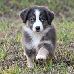Blue - male Miniature Australian Shepherd puppy in Wolfe City, Texas from Susan Warnock