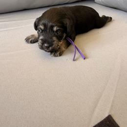 Purple girl 'Boston' - Black and silver female Miniature Schnauzer puppy in Cadiz, Kentucky from Southern Magnolia Schnauzers