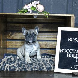 French Bulldog Puppies from Rootin' Tootin' Bulldogs, LLC