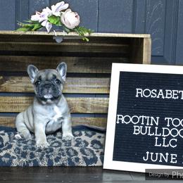 French Bulldog Puppies from Rootin' Tootin' Bulldogs, LLC