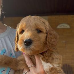 Red Collar - Red  female Goldendoodle puppy in Winchester, Tennessee from Mahaffey’s Doodles