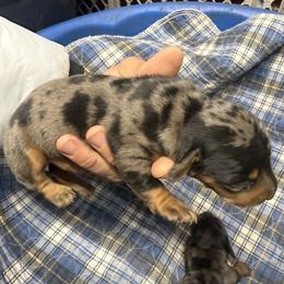Girl 1 - Dapple female Dachshund puppy in South Haven, Kansas from Keen's Dachshunds