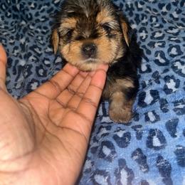 Pumbaa male Yorkipoo - Black and tan male Yorkshire Terrier puppy in Gastonia, North Carolina from Banks Dynasty Kennel